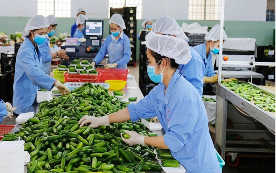 Promoting linkages along production value chains associated with agricultural product consumption in Vietnam current situation and solutions