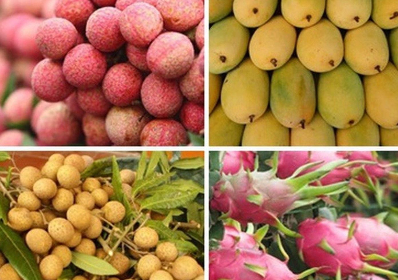Các nhân tố ảnh hưởng đến tiêu dùng  trái cây có chỉ dẫn địa lý tại Việt Nam